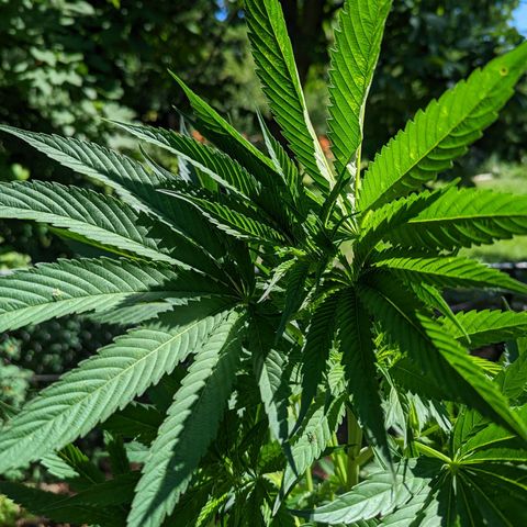 Dolato F1 growlog timeline photo