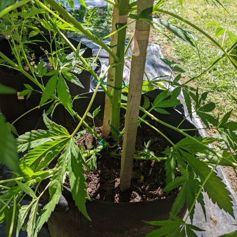 Dolato F1 growlog timeline photo