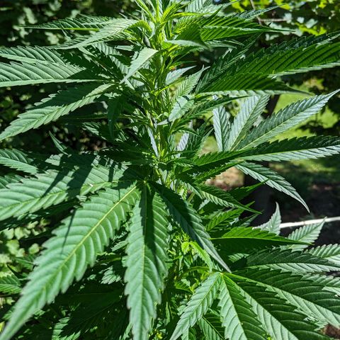 Dutch Hawaiian F2 growlog timeline photo