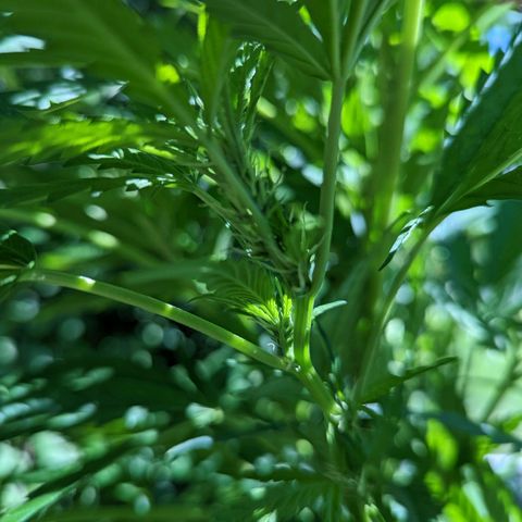 Dutch Hawaiian F2 growlog timeline photo