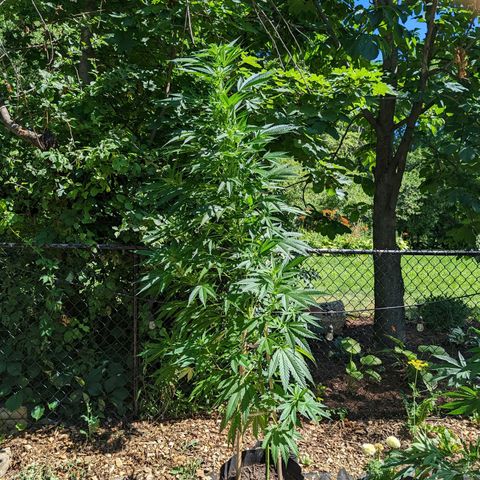 Dutch Hawaiian F2 growlog timeline photo