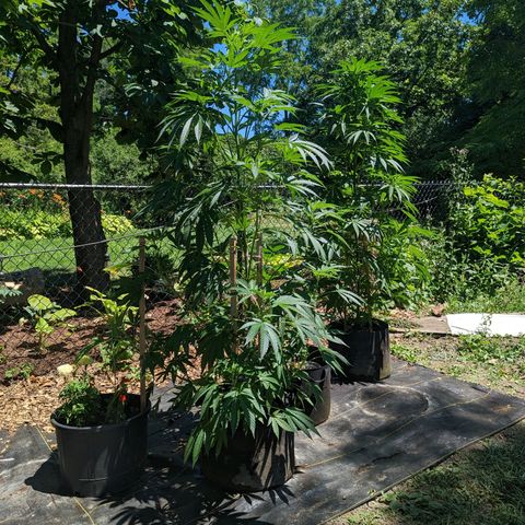 Dolato F1 growlog photo: LST Clips, day 3. Minimal adjustments required. Lower N limb sustained mild damage, bandage and support appear to have stabalized the limb. Pear-shaped canopy obtained.