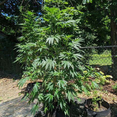 Dolato F1 growlog photo: LST Clips, day 3. Minimal adjustments required. Lower N limb sustained mild damage, bandage and support appear to have stabalized the limb. Pear-shaped canopy obtained.