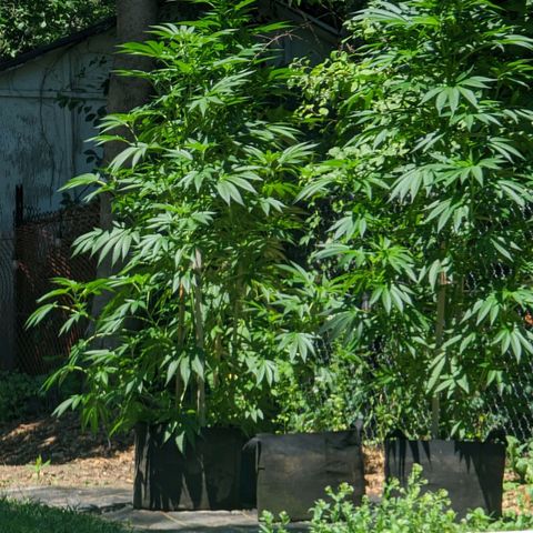 Dolato F2 growlog timeline photo
