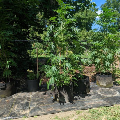Dolato F1 growlog timeline photo
