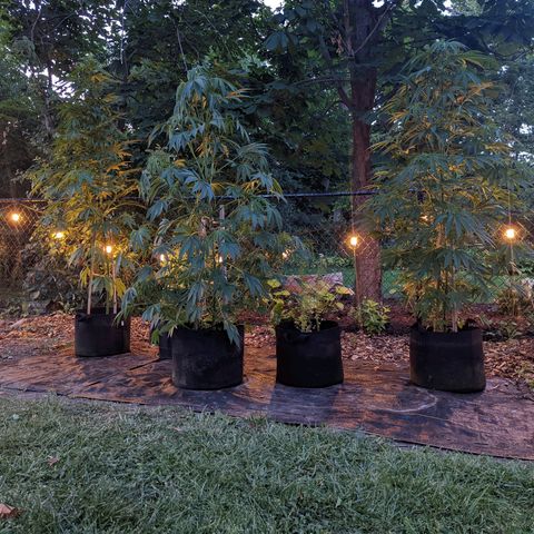 Dolato F2 growlog timeline photo