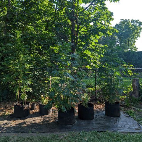 Dolato F2 growlog timeline photo