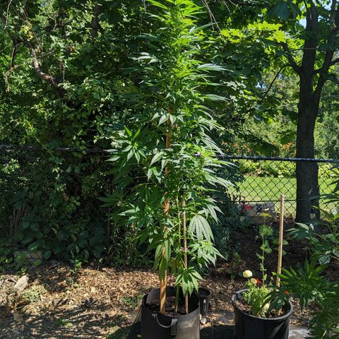 Dutch Hawaiian F2 growlog photo: New stake support