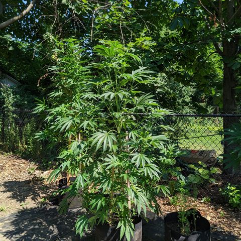 Dolato F1 growlog timeline photo