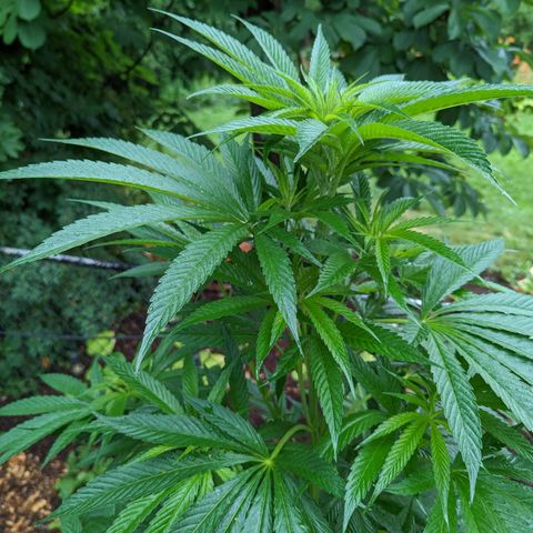 Dolato F2 growlog timeline photo