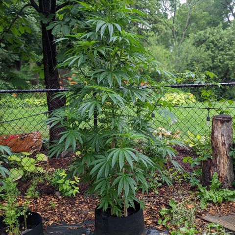 Dolato F2 growlog timeline photo