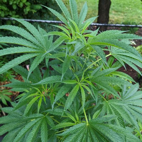 Dolato F1 growlog timeline photo