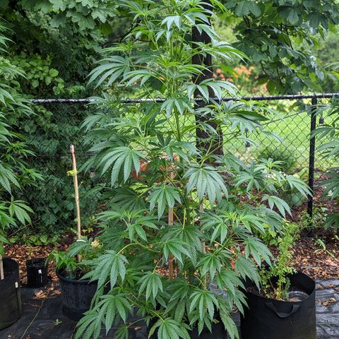 Dolato F1 growlog timeline photo