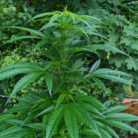 Dutch Hawaiian F2 growlog timeline photo