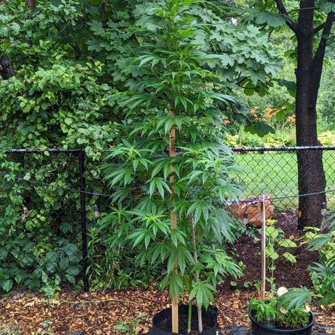 Dutch Hawaiian F2 growlog timeline photo