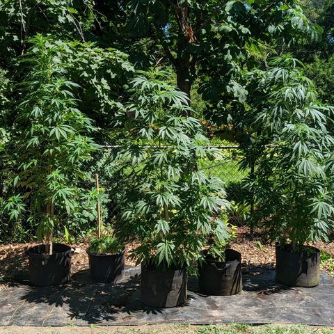 Dolato F2 growlog photo: 1/4 CW Rotation for all