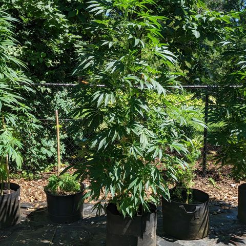 Dolato F2 growlog photo: 1/4 CW Rotation for all