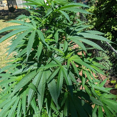 Dolato F2 growlog timeline photo
