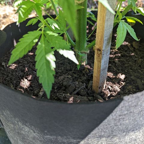 Dolato F2 growlog timeline photo