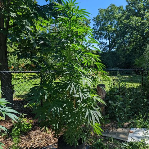 Dolato F2 growlog timeline photo