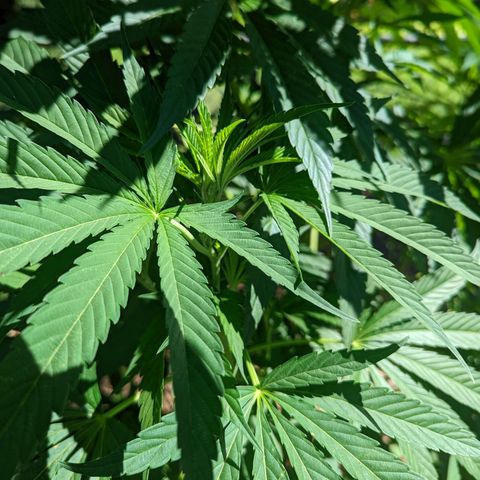 Dolato F2 growlog timeline photo