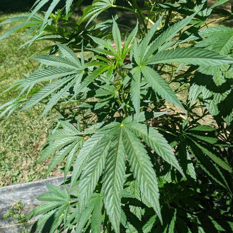 Dolato F1 growlog timeline photo