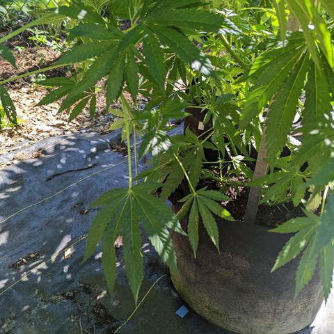 Dolato F1 growlog timeline photo