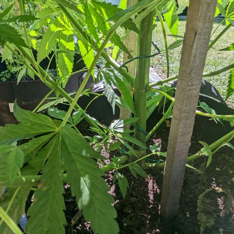 Dolato F1 growlog timeline photo