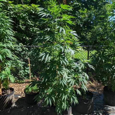 Dolato F1 growlog timeline photo