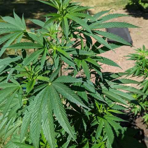 Dolato F1 growlog timeline photo