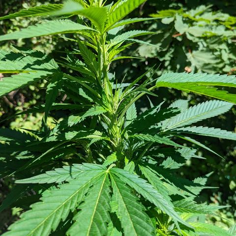 Dutch Hawaiian F2 growlog timeline photo