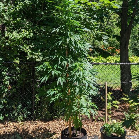 Dutch Hawaiian F2 growlog timeline photo