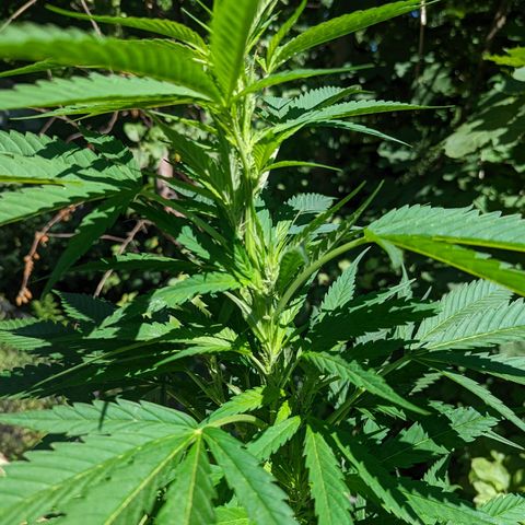 Dutch Hawaiian F2 growlog timeline photo