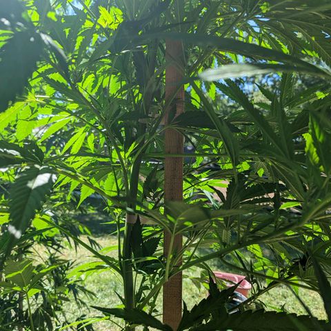 Dutch Hawaiian F2 growlog timeline photo