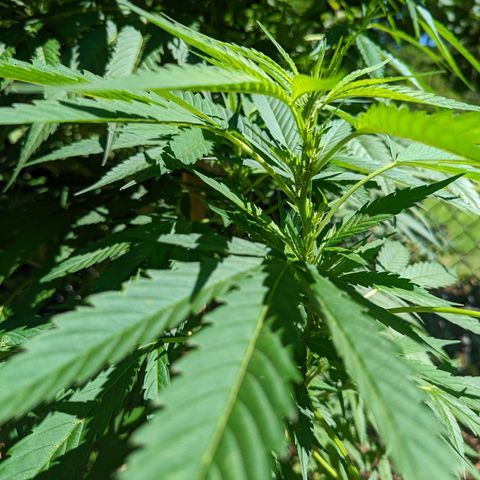 Dutch Hawaiian F2 growlog timeline photo