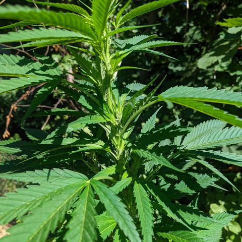 Dutch Hawaiian F2 growlog timeline photo