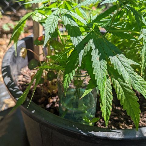 Dutch Hawaiian F2 growlog timeline photo