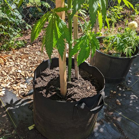 Dutch Hawaiian F2 growlog timeline photo