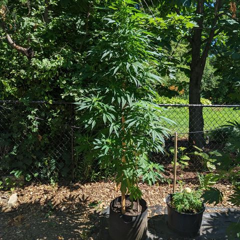 Dutch Hawaiian F2 growlog timeline photo