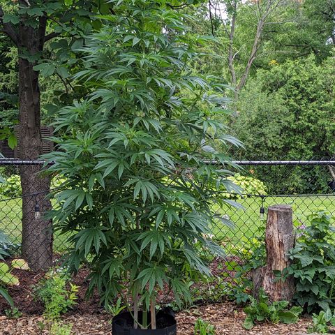 Dolato F2 growlog timeline photo
