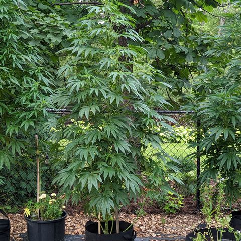 Dolato F1 growlog timeline photo