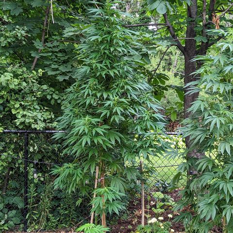 Dutch Hawaiian F2 growlog timeline photo