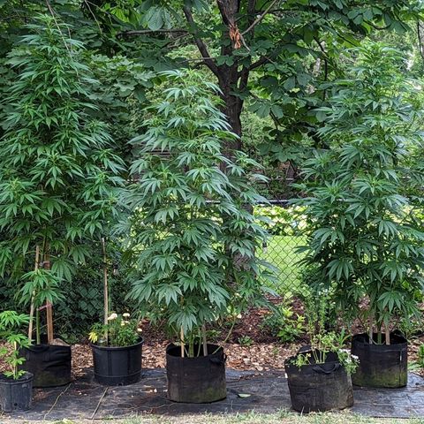 Dolato F2 growlog timeline photo