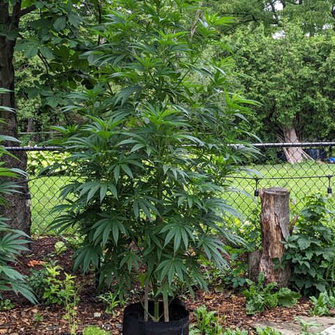 Dolato F2 growlog timeline photo