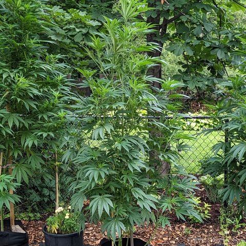 Dolato F1 growlog timeline photo