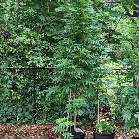 Dutch Hawaiian F2 growlog timeline photo