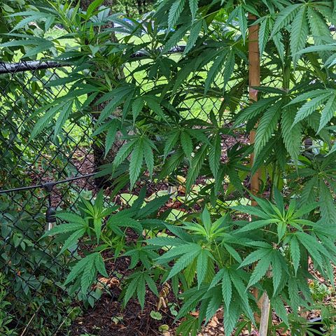 Dutch Hawaiian F2 growlog timeline photo