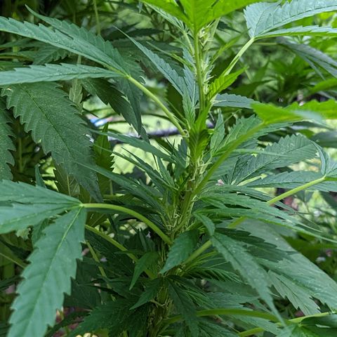 Dutch Hawaiian F2 growlog timeline photo