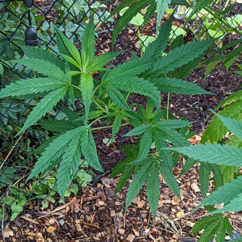 Dutch Hawaiian F2 growlog timeline photo