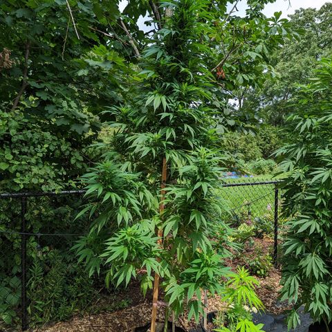 Dutch Hawaiian F2 growlog timeline photo